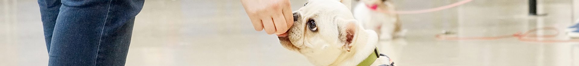 A person in jeans extends a hand to feed a treat to a white bulldog wearing a harness, who looks up attentively in a bright indoor setting.