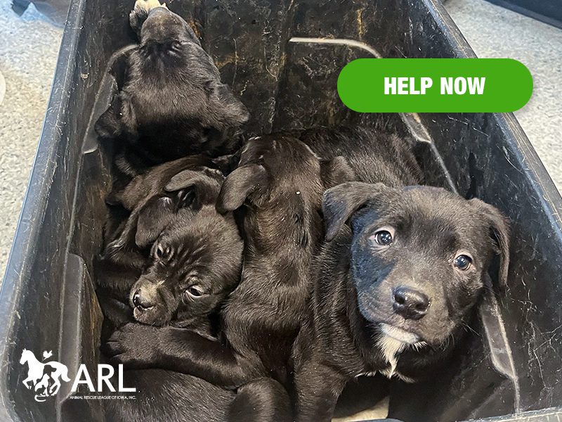 0121_totepuppies_eappeal_Header
