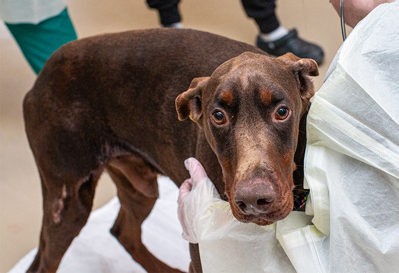 0311_dobermans_eappeal_Content01