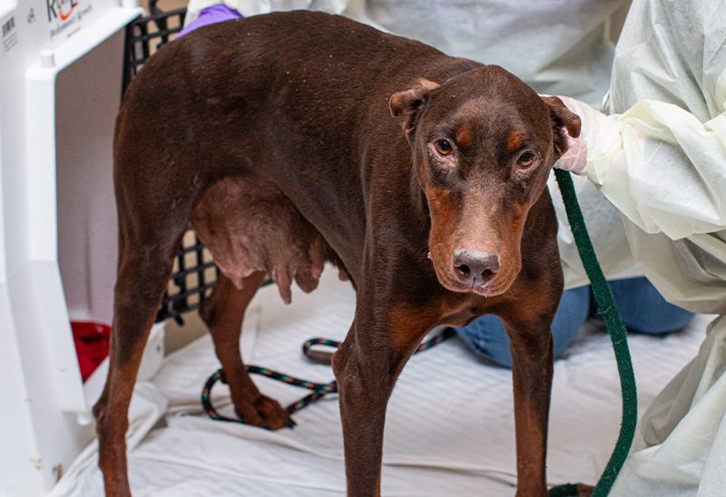 0311_dobermans_eappeal_Content04