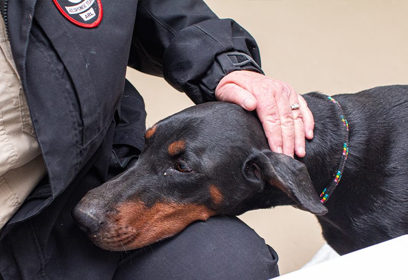 0311_dobermans_eappeal_Content03