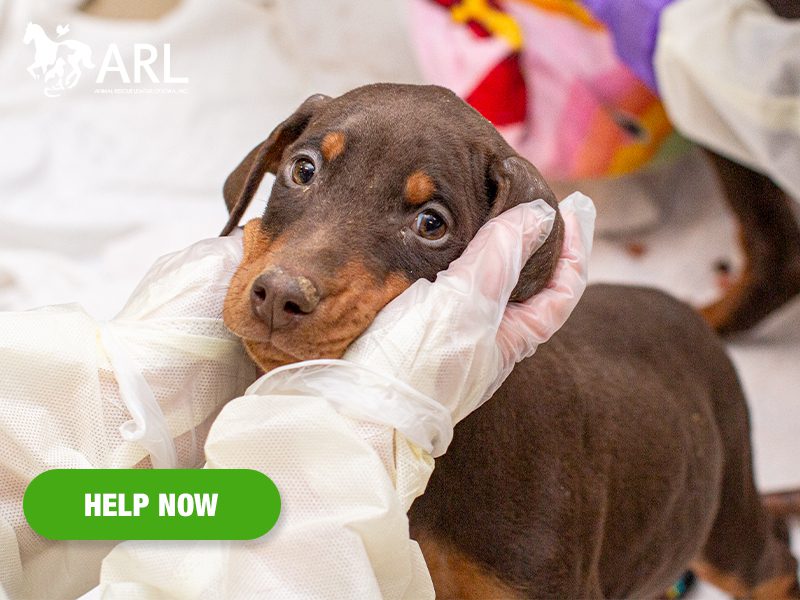 0311_dobermans_eappeal_Header