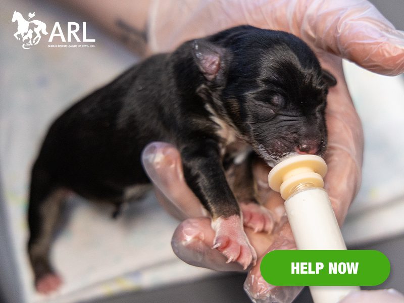 0527_puppies_eappeal_Header
