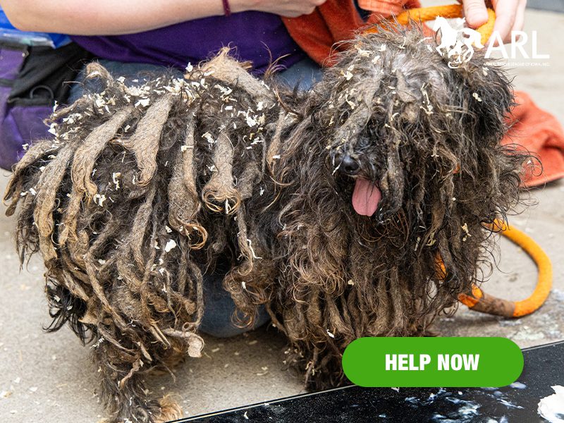 0819_pocacodogs_eappeal_Header