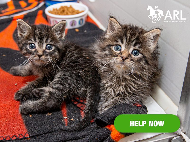 1029_kittennursery_eappeal_Header
