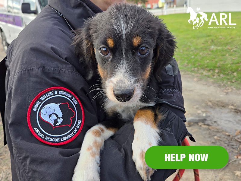 1125_decaturcodogs_eappeal_Header
