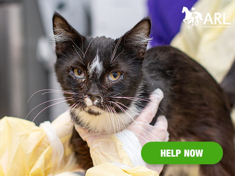 1212_bremercocats_eappeal_Header