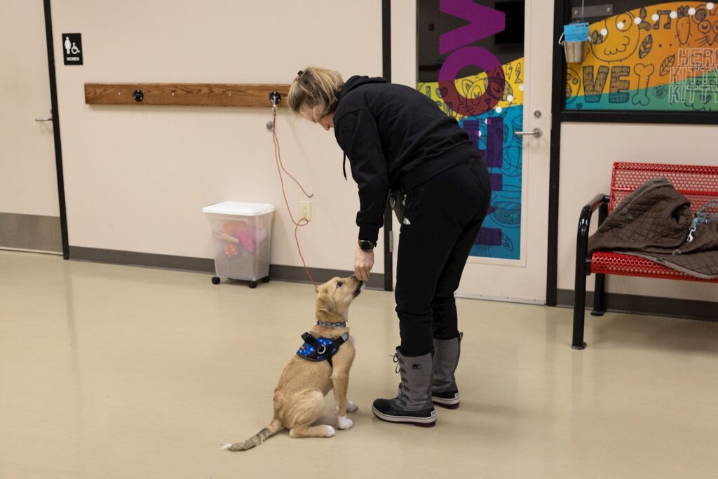 Clicker training incorporates a marker (the click) to communicate with the learner that they performed what the trainer was looking for at the very instant the behavior was performed. The “click” signifies to the learner that a reward will be coming. Since dogs don't speak human (and we don't speak dog), using a clicker will help to bridge the communication gap.