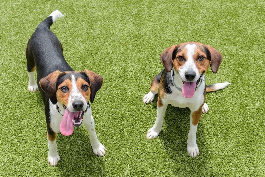 Introducing Dogs to Dogs