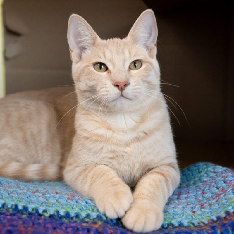 adopt-a-cat-min
