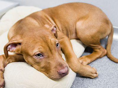 There are many reasons why your dog may be fearful. Learn ways that you can help your dog get over these fears, and what you can do to prevent additional fears.