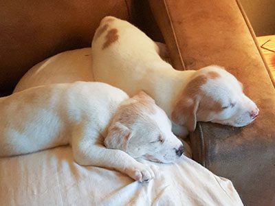 This method of housetraining is focused on preventing “accidents” instead of waiting for the accidents to happen. The goal is to make it easy for the puppy to do the right thing in the first place. If you already own an adult dog with housetraining problems, you can use this method to start fresh just as you would with a puppy.