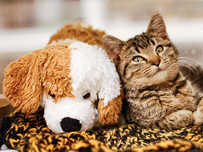 Introducing a new cat to an established canine household or a new dog to an established feline household can be a bit touchy. Use these tips to help establish a relationship that will last for years to come.