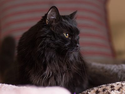 There are many unfortunate myths about cats still floating around. Read this article for explanations of many of the most common myths.