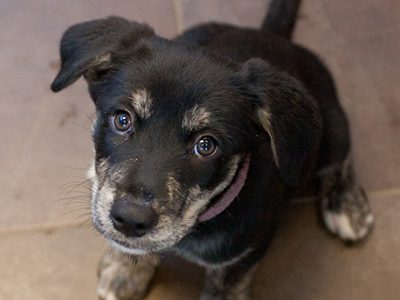 Any dog can bite, regardless of its personality, size, age or breed. According to the American Veterinary Association, 4.5 million people in the U.S. are bitten by dogs each year. There are ways to reduce the risk of dog bites, though, including learning how to interact with dogs you don't know and practicing responsible dog ownership to help lessen the chances your own dog will bite.