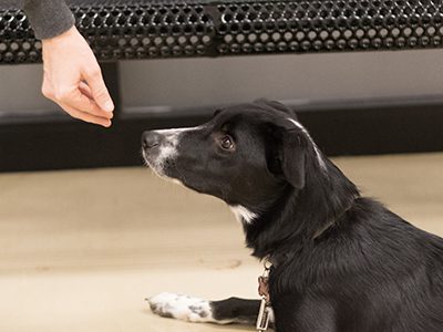 The best way to train your pet is through the proper use of positive reinforcement / rewards. You need to understand when and how to use them and what will happen if they are improperly used. With training you want your pet to “learn” the desired task and/or behavior.