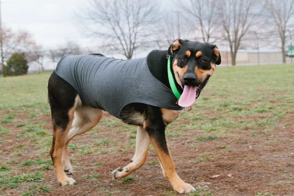 Separation anxiety describes dogs that are overly attached or dependent on family members. They become extremely anxious and show distress behaviors of vocalization, destruction, house-soiling or inactivity when separated from the owners. This article covers ways that you can help your pet with this stressful behavior.