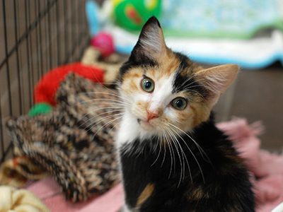 Traveling with your cat may seem daunting, but it can be done! Here are a few things you can do to ensure the safety and well being of your cat when traveling.
