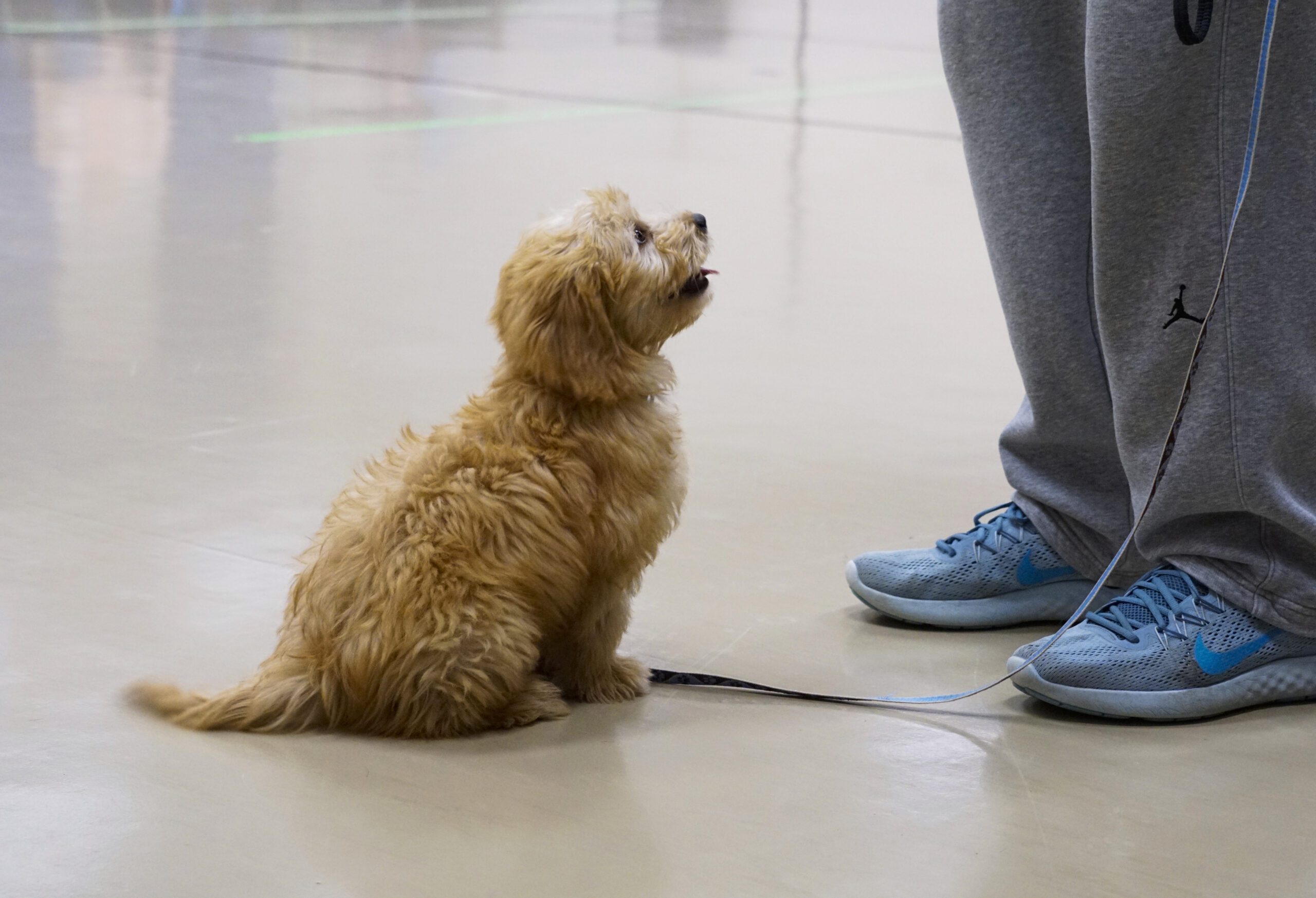 tiny puppy sitting in front of someone during training