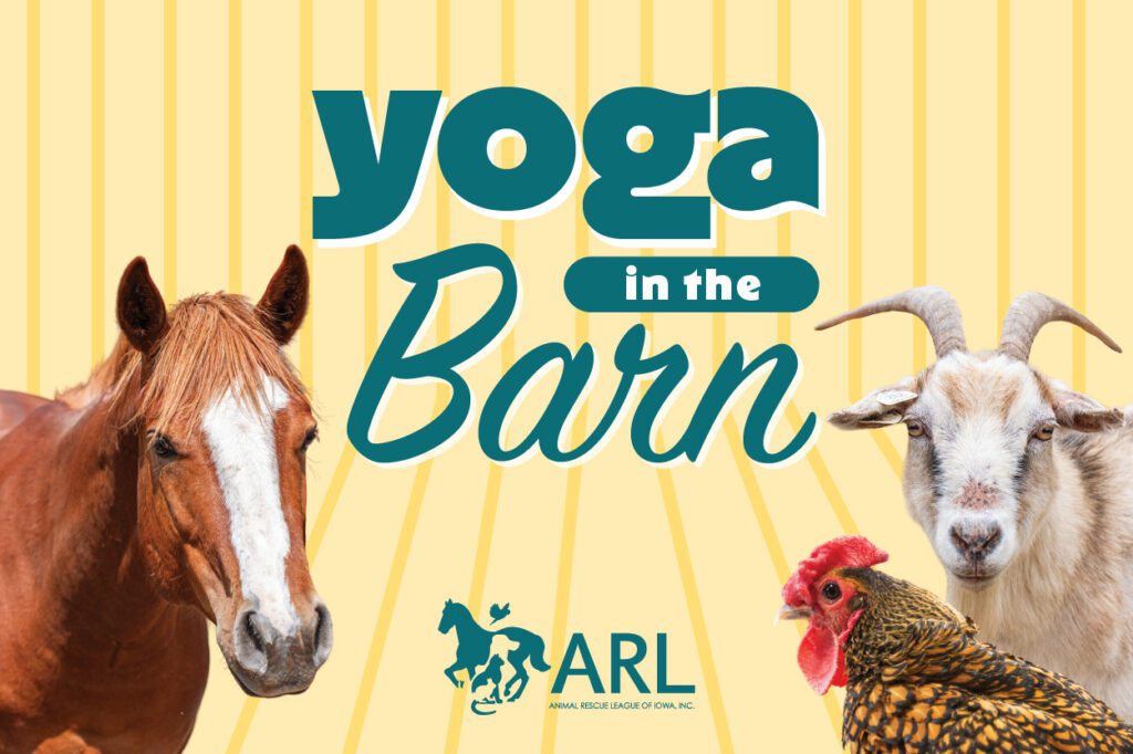 Yoga in the barn