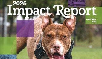 Informe de impacto 2025