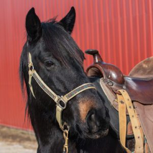 Año del caballo 2026 caballo marrón oscuro
