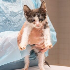 0922_46-cats_Content-06 0922_46-cats_Content-06