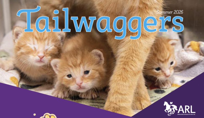 portada-verano-2026-tailwaggers-miniatura-e1780000637782-800x462