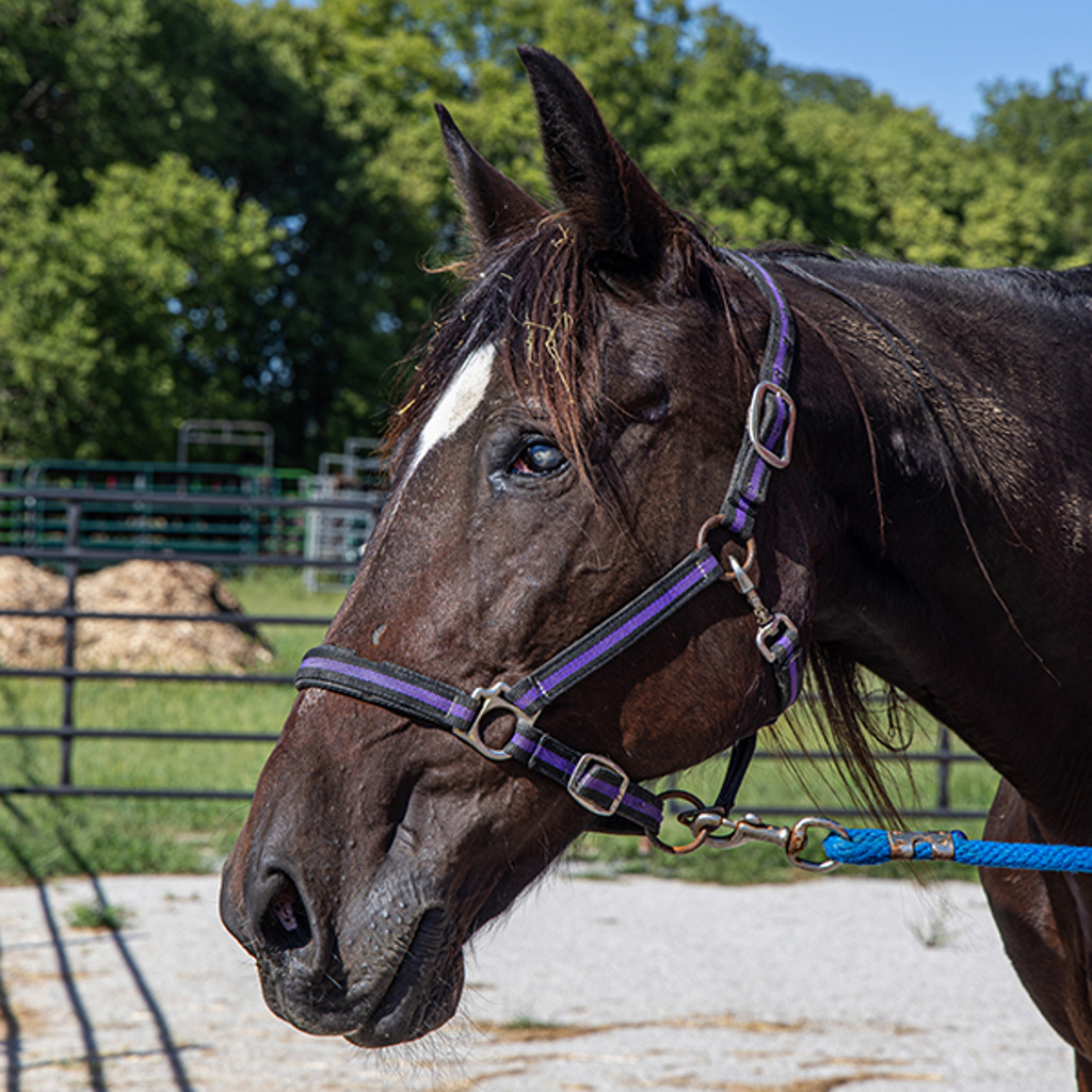 Annie Bonded Buddy With Sally