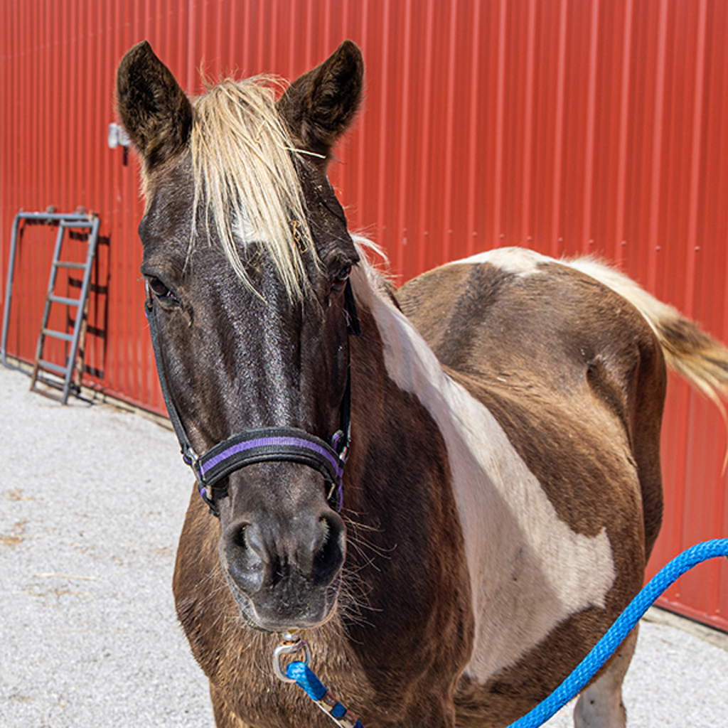 Sally -- Bonded Buddy With Annie