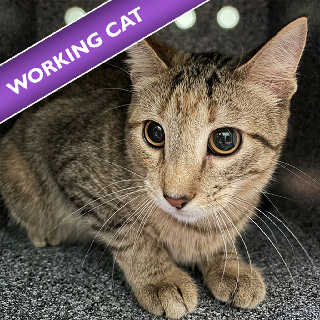 Oj -- Bonded Buddy With Patches