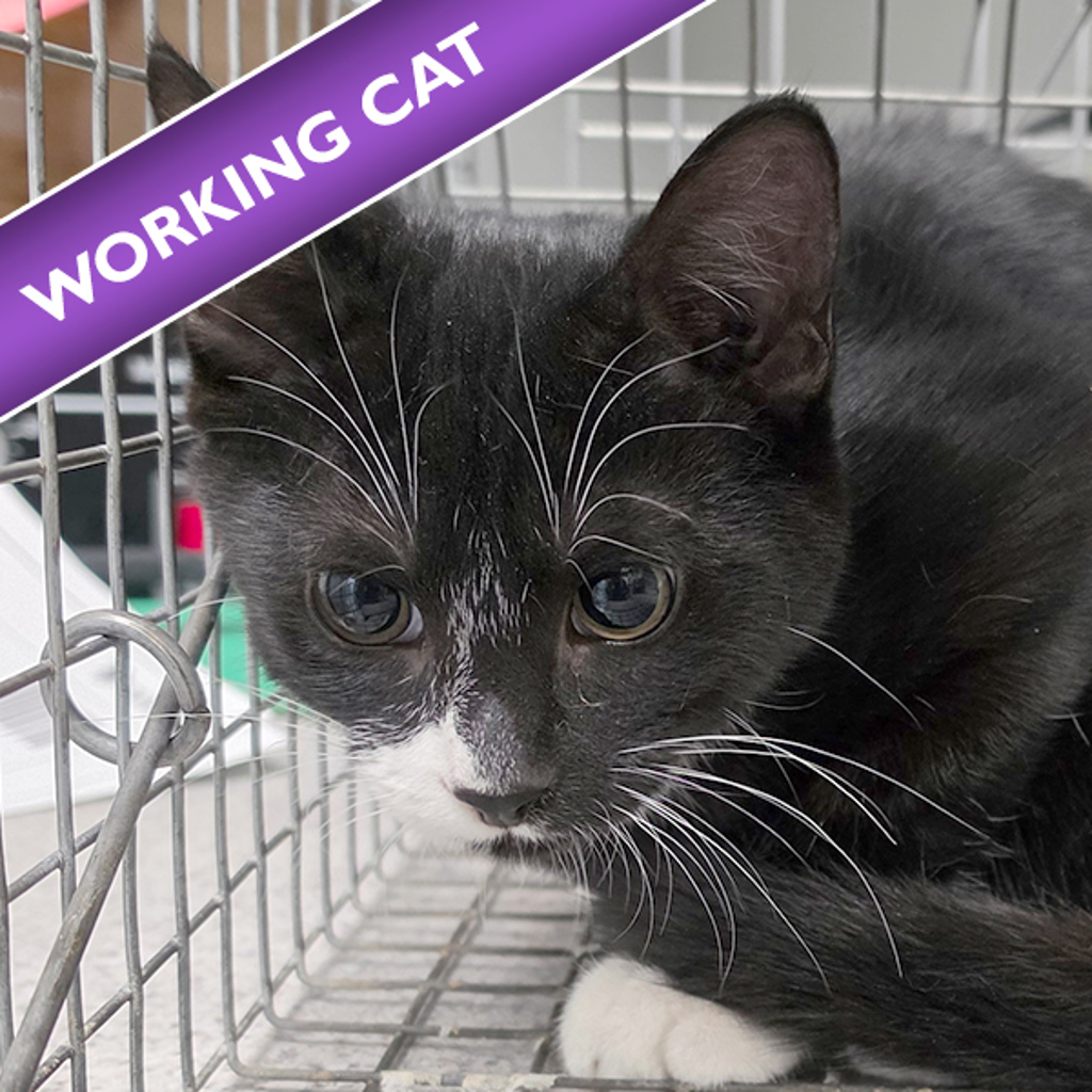 Ringo